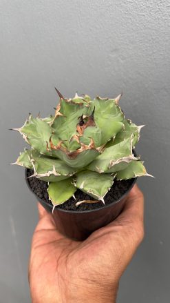 Agave Titanota Kyoto, real gallery image #3 plants. Picture taken directly from kaktus.id community Agave farmer green houses.
