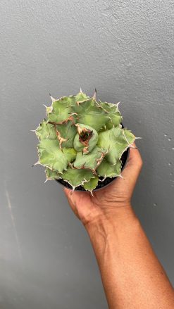 Agave Titanota Kyoto, real gallery image #4 plants. Picture taken directly from kaktus.id community Agave farmer green houses.