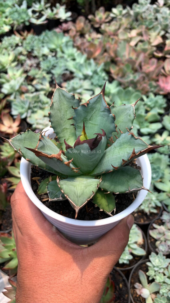 kaktus.id