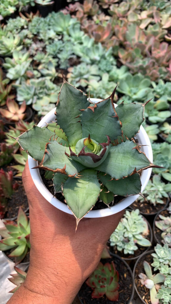 kaktus.id