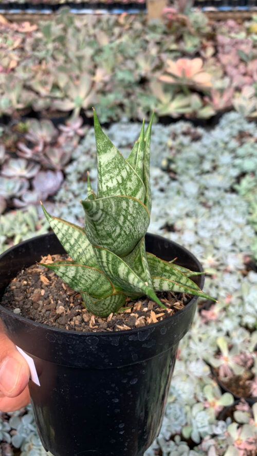 Sansevieria Sindoro, real gallery image #3 plants. Picture taken directly from kaktus.id community Sansevieria farmer green houses.