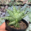 Sansevieria Sindoro, real feature image plant. Picture taken directly from kaktus.id community Sansevieria farmer green houses.
