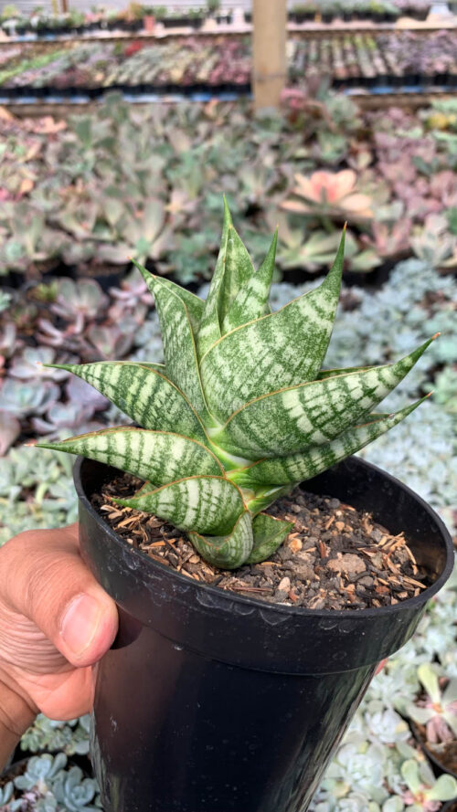 Sansevieria Sindoro, real gallery image #4 plants. Picture taken directly from kaktus.id community Sansevieria farmer green houses.