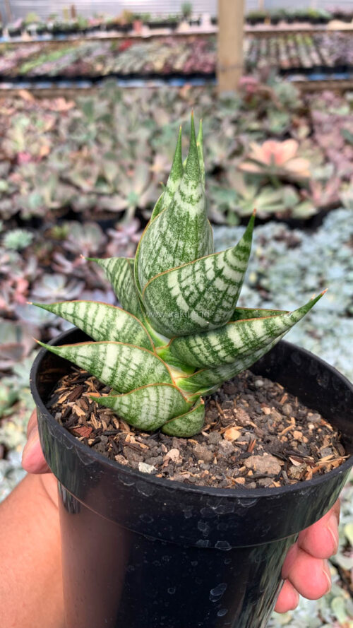 Sansevieria Sindoro, real gallery image #1 plants. Picture taken directly from kaktus.id community Sansevieria farmer green houses.