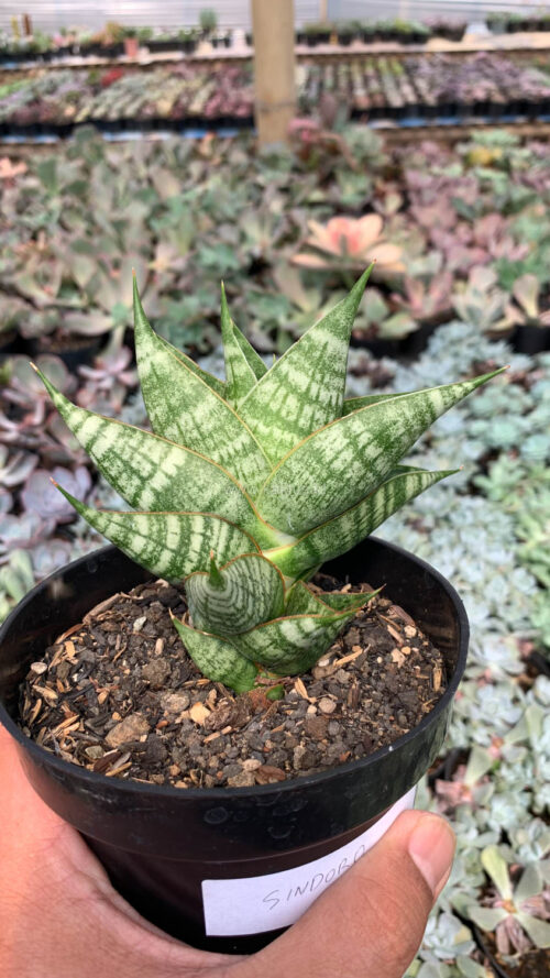 Sansevieria Sindoro, real gallery image #2 plants. Picture taken directly from kaktus.id community Sansevieria farmer green houses.