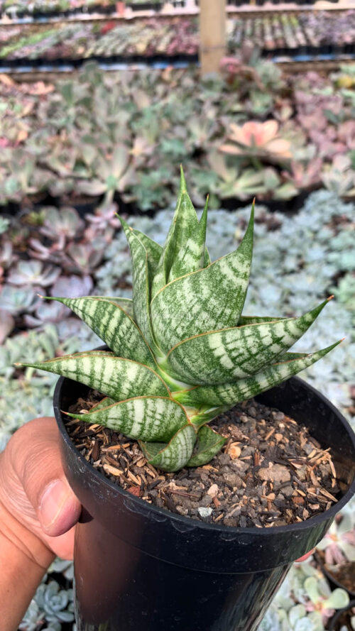 Sansevieria Sindoro, real gallery image #5 plants. Picture taken directly from kaktus.id community Sansevieria farmer green houses.