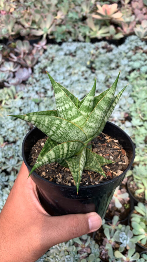 Sansevieria Sindoro, real gallery image #6 plants. Picture taken directly from kaktus.id community Sansevieria farmer green houses.