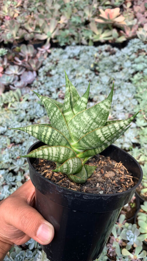 Sansevieria Sindoro, real gallery image #7 plants. Picture taken directly from kaktus.id community Sansevieria farmer green houses.