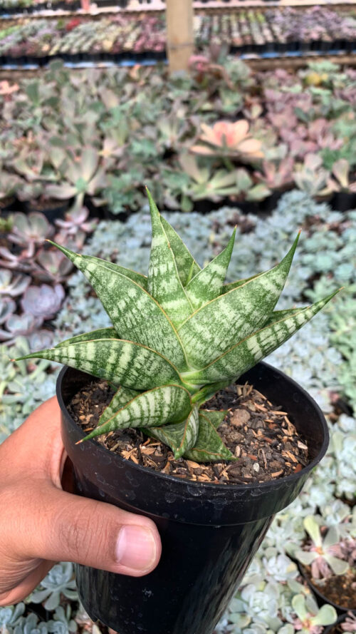 Sansevieria Sindoro, real gallery image #8 plants. Picture taken directly from kaktus.id community Sansevieria farmer green houses.