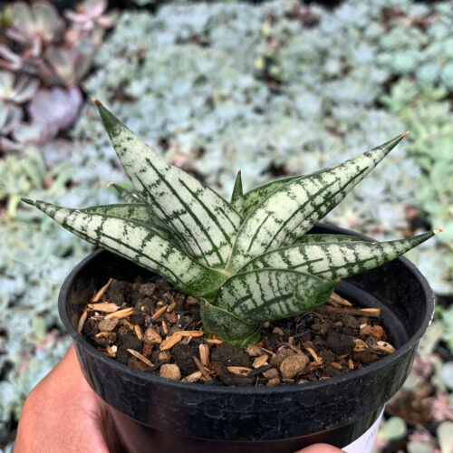 1057. Sansevieria Mia