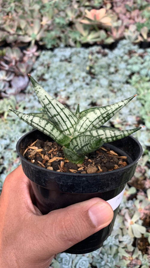 Sansevieria Mia, real gallery image #8 plants. Picture taken directly from kaktus.id community Sansevieria farmer green houses.