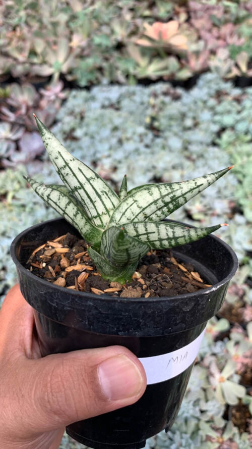 Sansevieria Mia, real gallery image #9 plants. Picture taken directly from kaktus.id community Sansevieria farmer green houses.