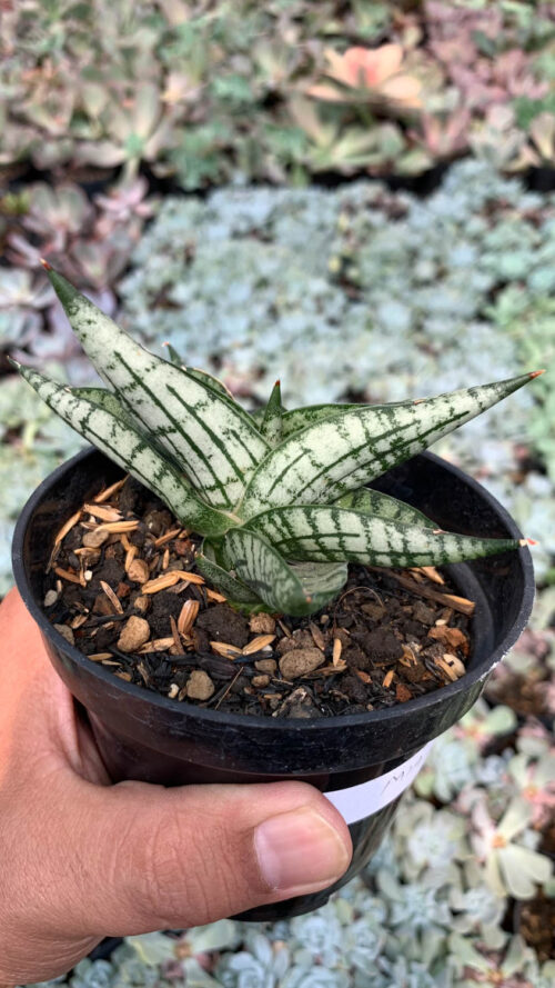 Sansevieria Mia, real gallery image #11 plants. Picture taken directly from kaktus.id community Sansevieria farmer green houses.