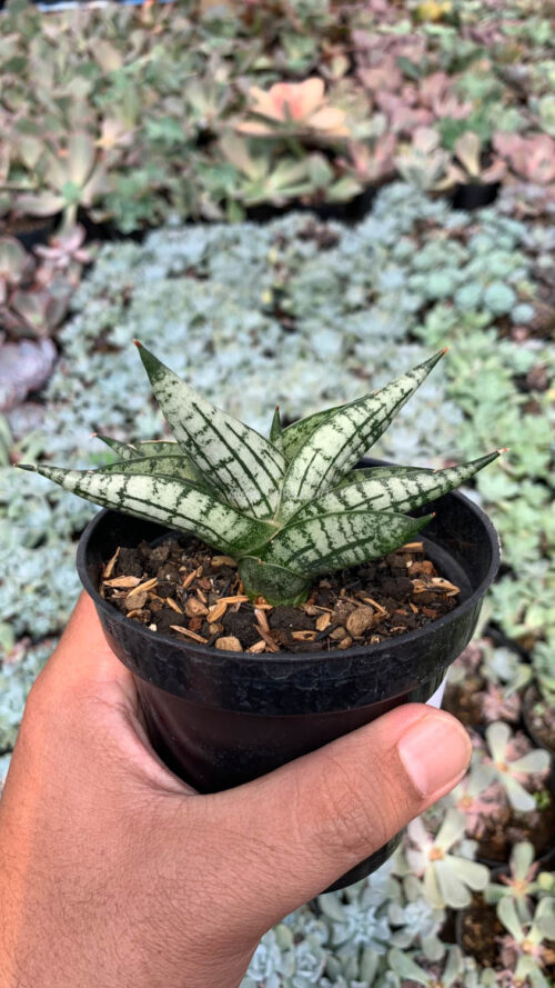 Sansevieria Mia, real gallery image #6 plants. Picture taken directly from kaktus.id community Sansevieria farmer green houses.