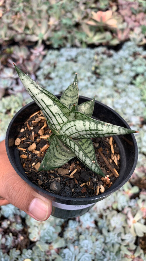 Sansevieria Mia, real gallery image #2 plants. Picture taken directly from kaktus.id community Sansevieria farmer green houses.