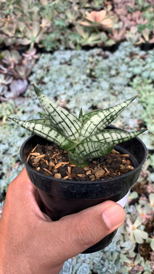 Sansevieria Mia, real gallery image #14 plants. Picture taken directly from kaktus.id community Sansevieria farmer green houses.