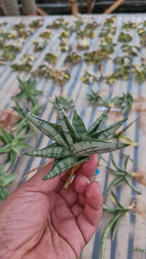 Sansevieria Mia, real gallery image #7 plants. Picture taken directly from kaktus.id community Sansevieria farmer green houses.