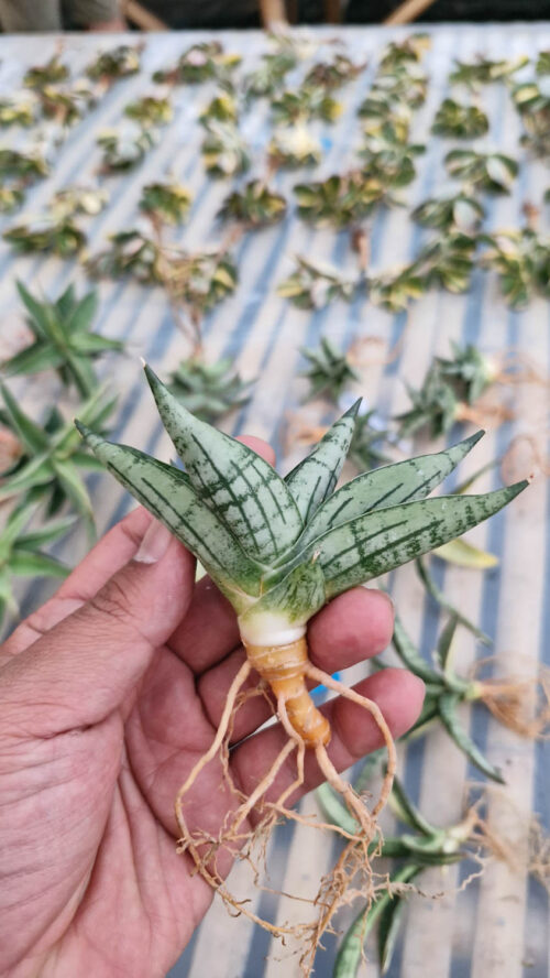 Sansevieria Mia, real gallery image #10 plants. Picture taken directly from kaktus.id community Sansevieria farmer green houses.