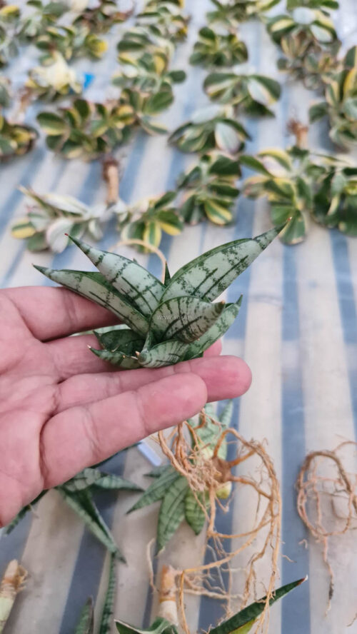Sansevieria Mia, real gallery image #4 plants. Picture taken directly from kaktus.id community Sansevieria farmer green houses.