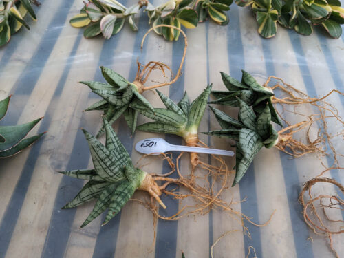 Sansevieria Mia, real gallery image #12 plants. Picture taken directly from kaktus.id community Sansevieria farmer green houses.
