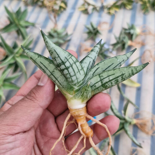 Sansevieria Mia, real gallery image #1 plants. Picture taken directly from kaktus.id community Sansevieria farmer green houses.