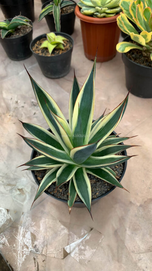 Agave Burn Burgundy Variegated, real gallery image #11 plants. Picture taken directly from kaktus.id community Agave farmer green houses.