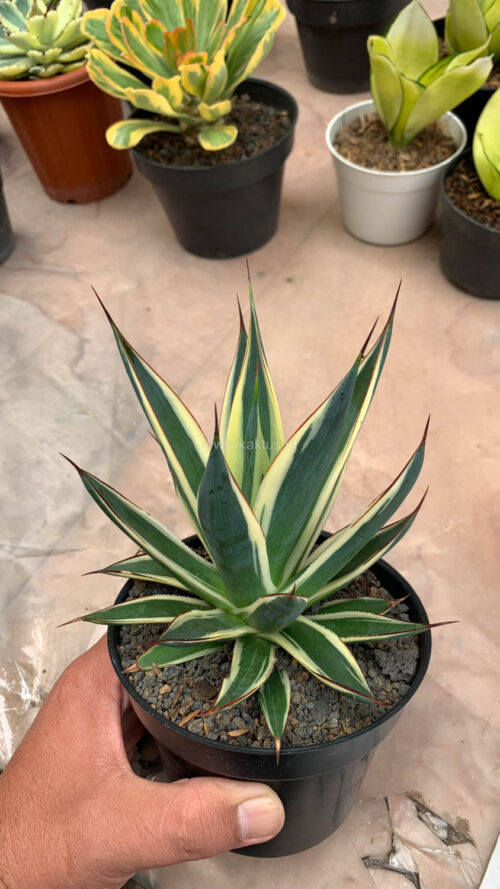 Agave Burn Burgundy Variegated, real gallery image #3 plants. Picture taken directly from kaktus.id community Agave farmer green houses.