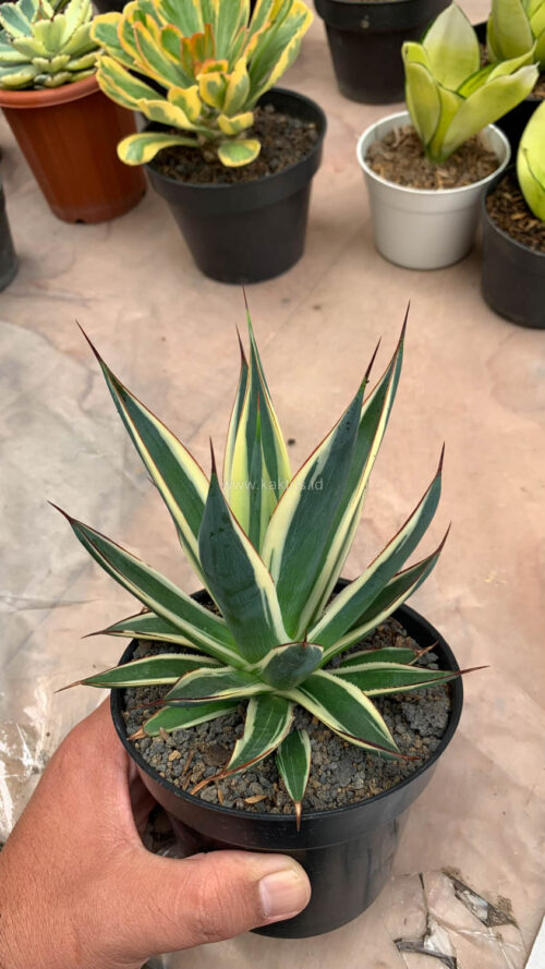 Agave Burn Burgundy Variegated, real gallery image #2 plants. Picture taken directly from kaktus.id community Agave farmer green houses.