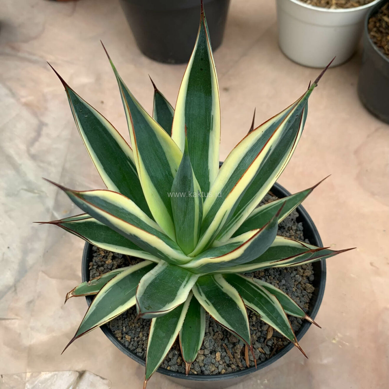 Agave Burn Burgundy Variegated, real gallery image #10 plants. Picture taken directly from kaktus.id community Agave farmer green houses.