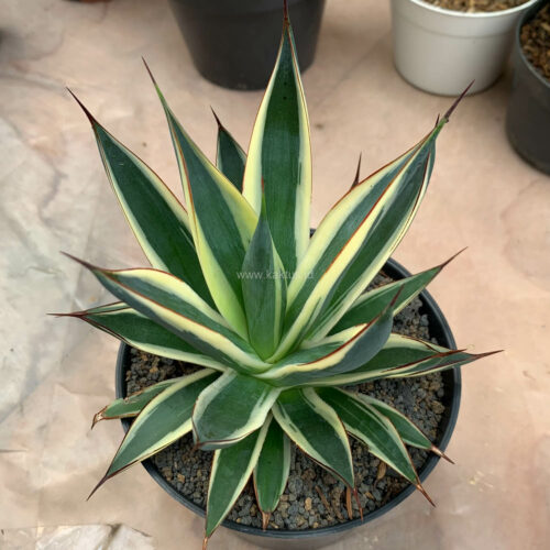 Agave Burn Burgundy Variegated, real gallery image #10 plants. Picture taken directly from kaktus.id community Agave farmer green houses.