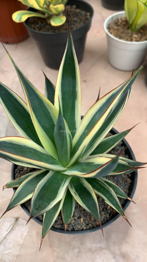 Agave Burn Burgundy Variegated, real gallery image #1 plants. Picture taken directly from kaktus.id community Agave farmer green houses.