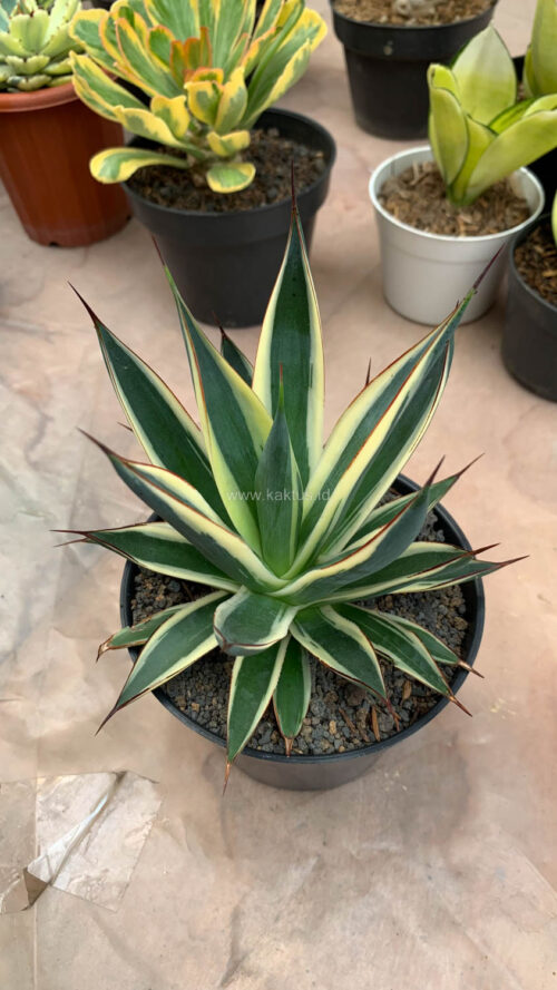 Agave Burn Burgundy Variegated, real gallery image #9 plants. Picture taken directly from kaktus.id community Agave farmer green houses.
