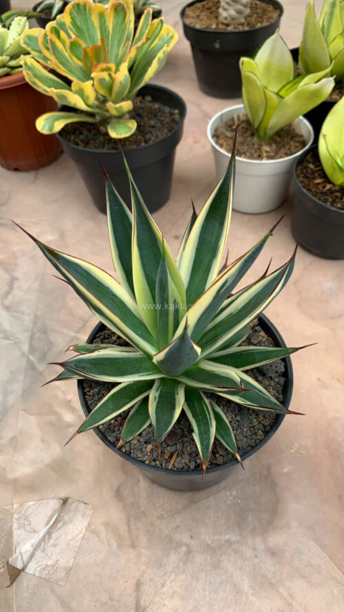 Agave Burn Burgundy Variegated, real gallery image #8 plants. Picture taken directly from kaktus.id community Agave farmer green houses.