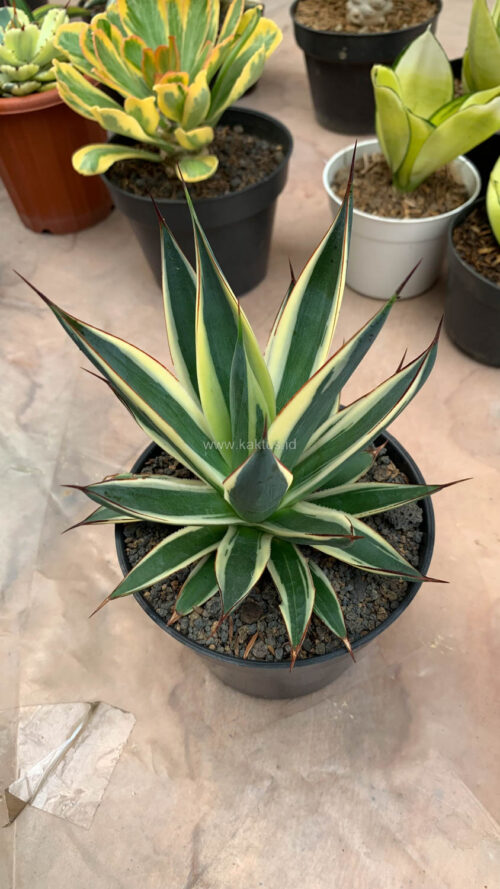 Agave Burn Burgundy Variegated, real gallery image #7 plants. Picture taken directly from kaktus.id community Agave farmer green houses.
