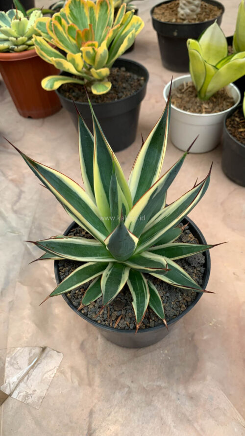 Agave Burn Burgundy Variegated, real gallery image #6 plants. Picture taken directly from kaktus.id community Agave farmer green houses.