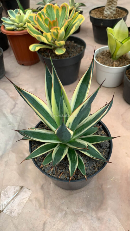 Agave Burn Burgundy Variegated, real gallery image #5 plants. Picture taken directly from kaktus.id community Agave farmer green houses.