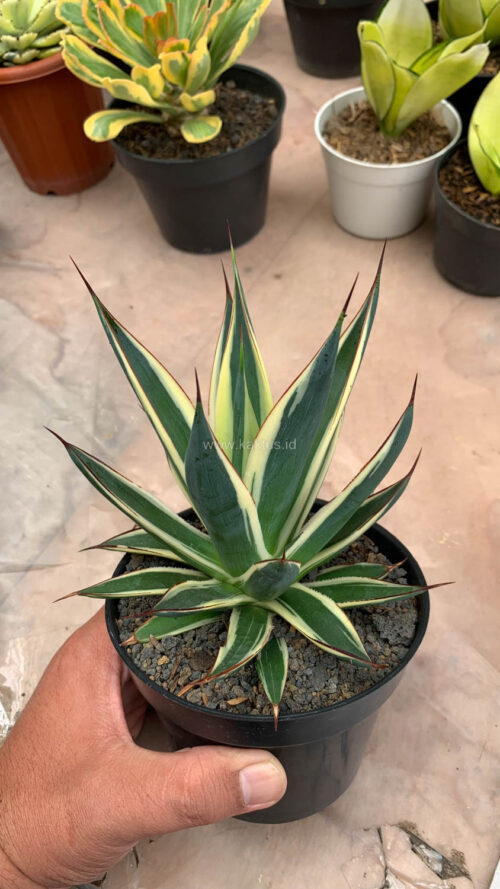 Agave Burn Burgundy Variegated, real gallery image #4 plants. Picture taken directly from kaktus.id community Agave farmer green houses.