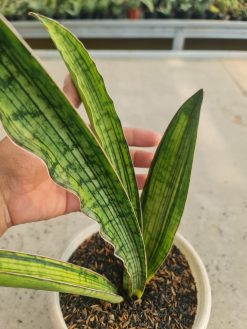 Sansevieria Cleopatra Variegated, real gallery image #3 plants. Picture taken directly from kaktus.id community Sansevieria farmer green houses.
