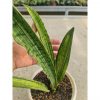 Sansevieria Cleopatra Variegated, real feature image plant. Picture taken directly from kaktus.id community Sansevieria farmer green houses.