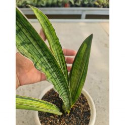 Sansevieria Cleopatra Variegated, real feature image plant. Picture taken directly from kaktus.id community Sansevieria farmer green houses.