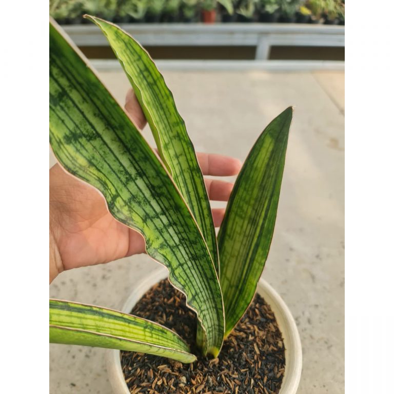 Onlayn anal kasting pornosini tomosha qiling