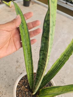Sansevieria Cleopatra Variegated, real gallery image #2 plants. Picture taken directly from kaktus.id community Sansevieria farmer green houses.