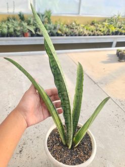 Sansevieria Cleopatra Variegated, real gallery image #1 plants. Picture taken directly from kaktus.id community Sansevieria farmer green houses.