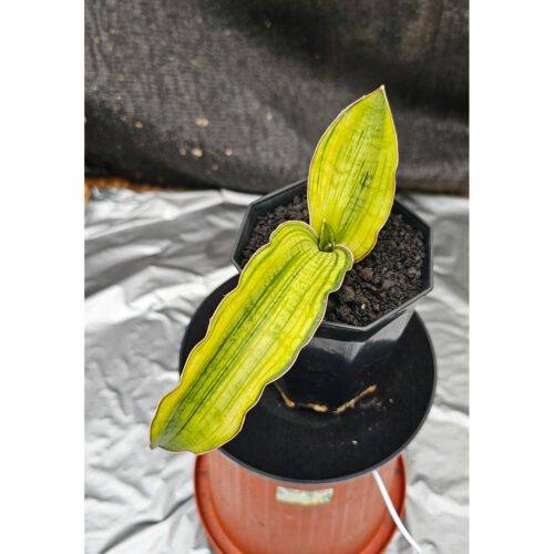 1060. Sansevieria Cleopatra Variegated