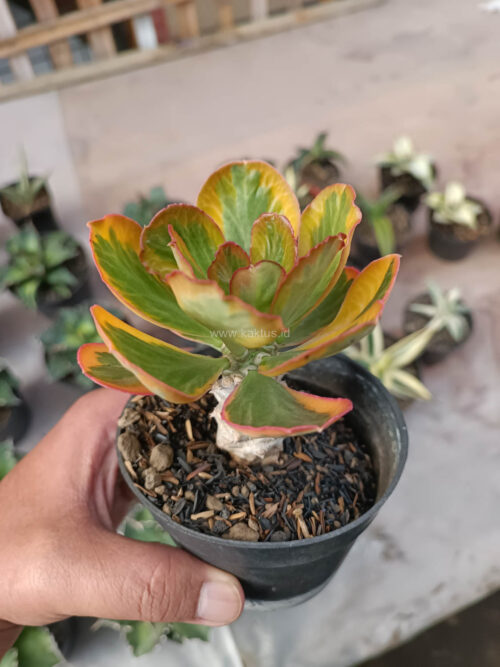 Euphorbia Poissonii Variegated Pot 10 cm, real gallery image #2 plants. Picture taken directly from kaktus.id community Euphorbia farmer green houses.