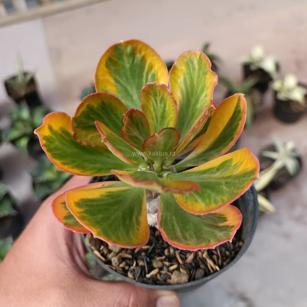 kaktus.id