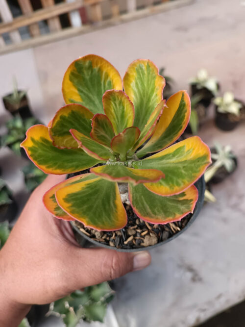 Euphorbia Poissonii Variegated Pot 10 cm, real gallery image #4 plants. Picture taken directly from kaktus.id community Euphorbia farmer green houses.