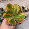Euphorbia Poissonii Variegated Pot 10 cm, real gallery image #5 plants. Picture taken directly from kaktus.id community Euphorbia farmer green houses.