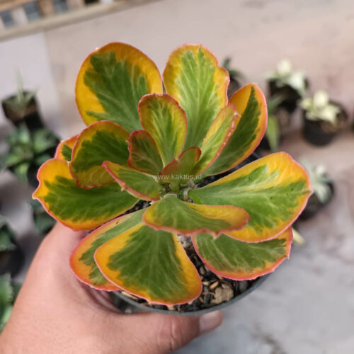 Euphorbia Poissonii Variegated Pot 10 cm, real gallery image #5 plants. Picture taken directly from kaktus.id community Euphorbia farmer green houses.