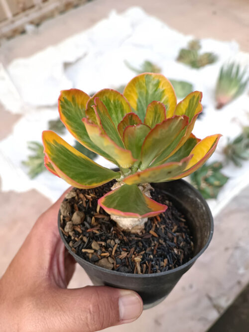 Euphorbia Poissonii Variegated Pot 10 cm, real gallery image #1 plants. Picture taken directly from kaktus.id community Euphorbia farmer green houses.